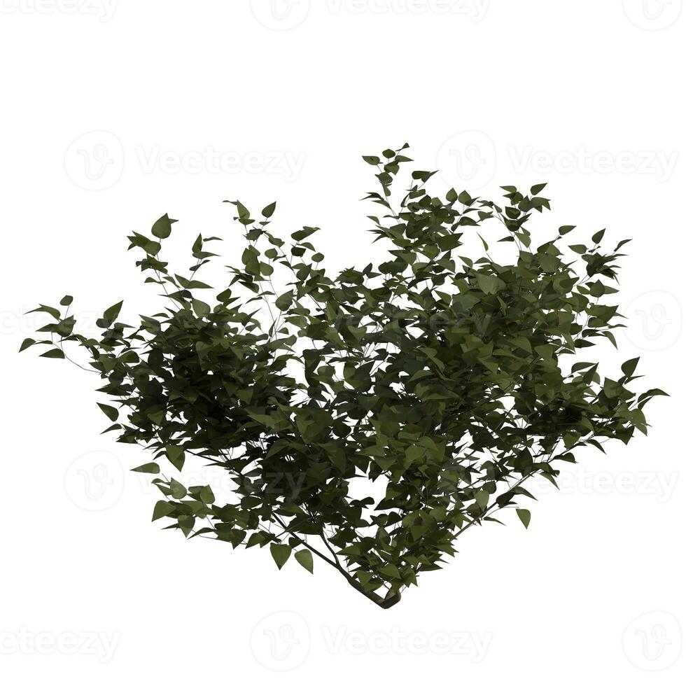 A green bush with green leaves on a white background photo