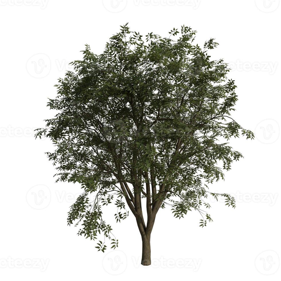 A greentree is shown on white bg photo