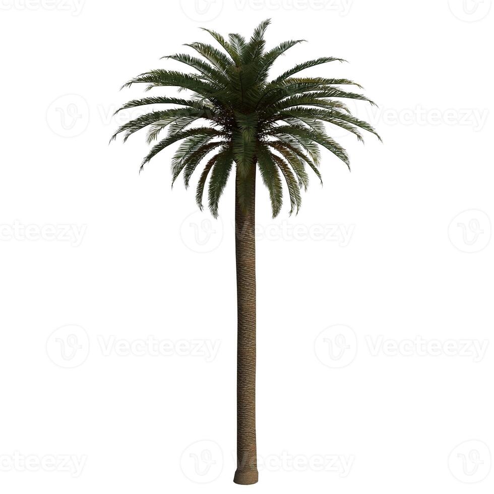 A long big palm tree is shown on a white background photo