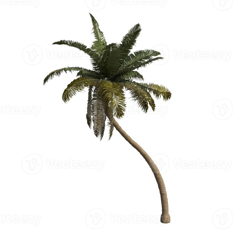 A long palm tree is shown on a white background photo