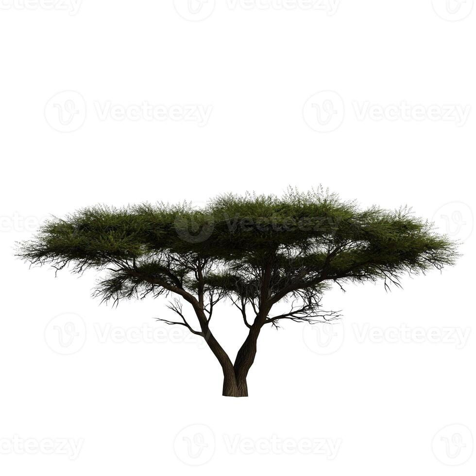 A very wide tree is shown on a white background photo