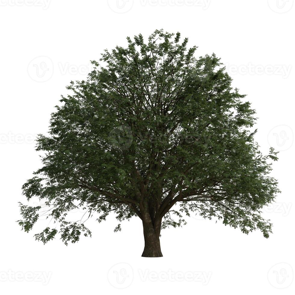 A pretty long tree is shown on a white background photo