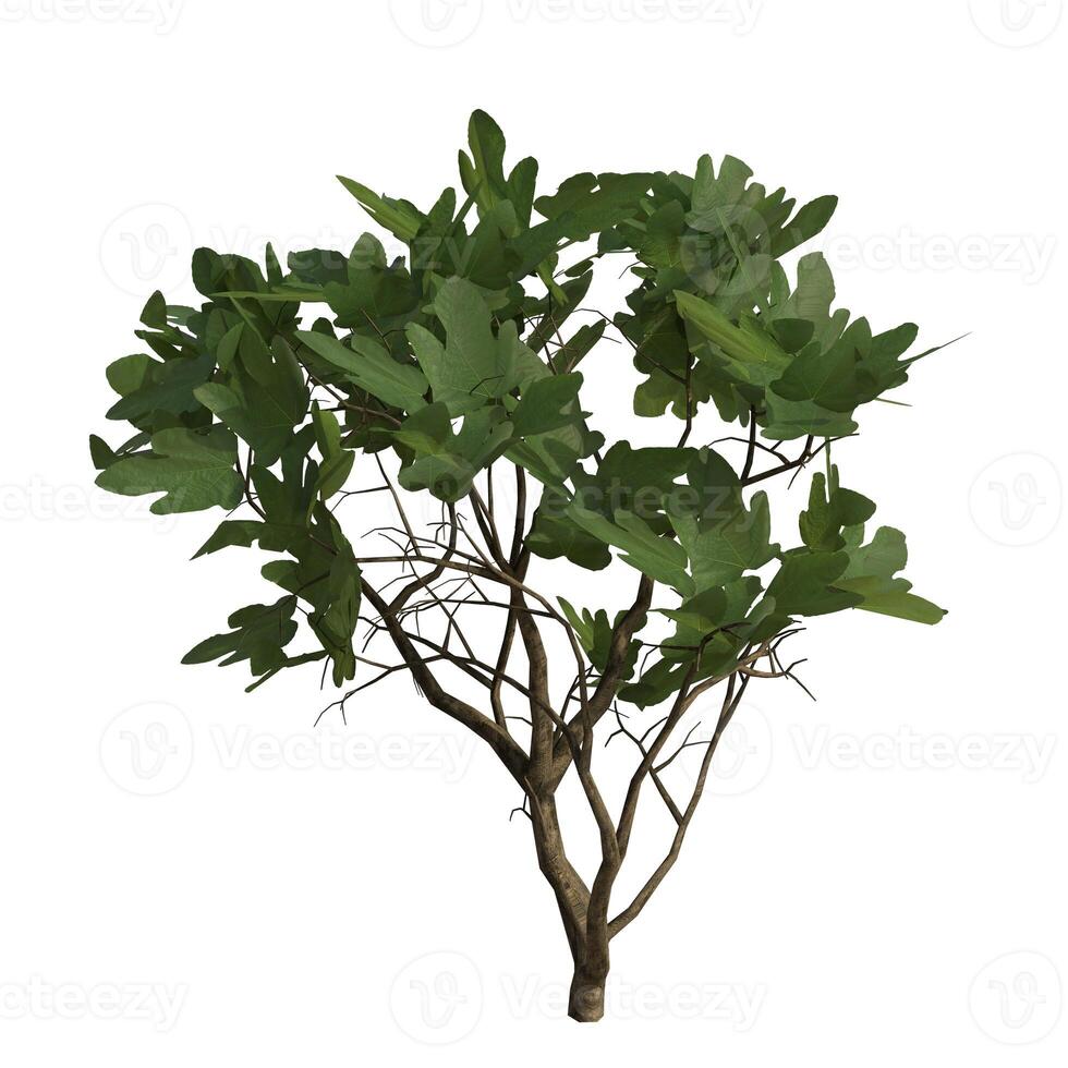 A small tree with green leaves on a white background photo