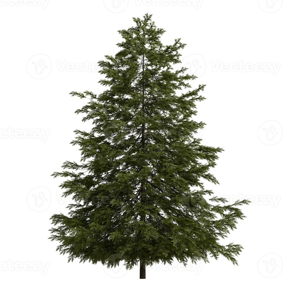 A green large evergreen tree is shown on a white background photo