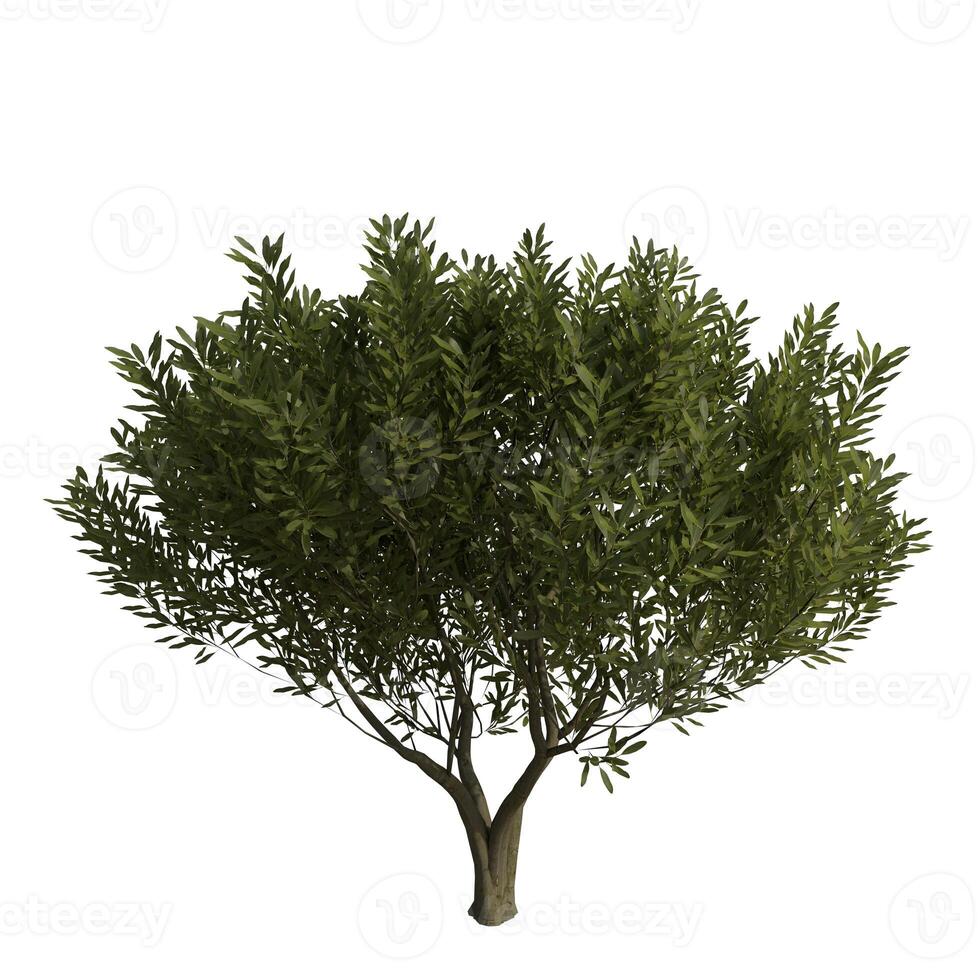 A tree is shown on a white photo