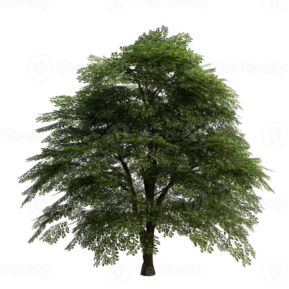 A wide biig tree is shown on a white background photo