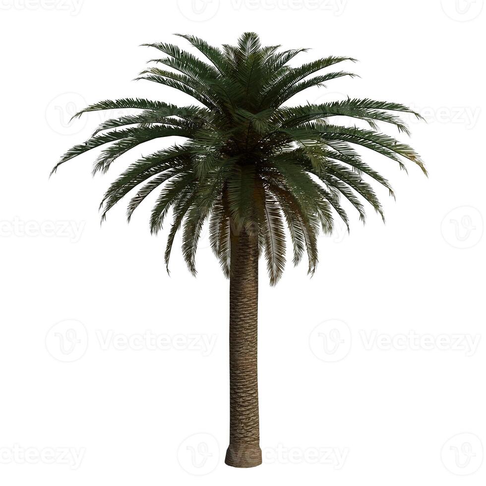 A big palm tree is shown on a white background photo