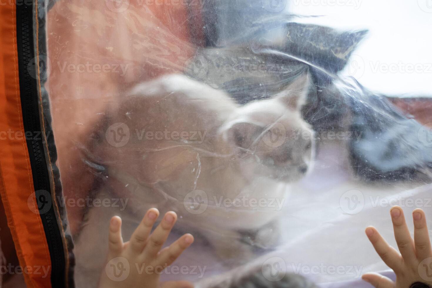 close up of a worn and scratched transparent vinyl window in an soft house with children's fingers on the surface eager to touch the cat in a cat show cage tent photo