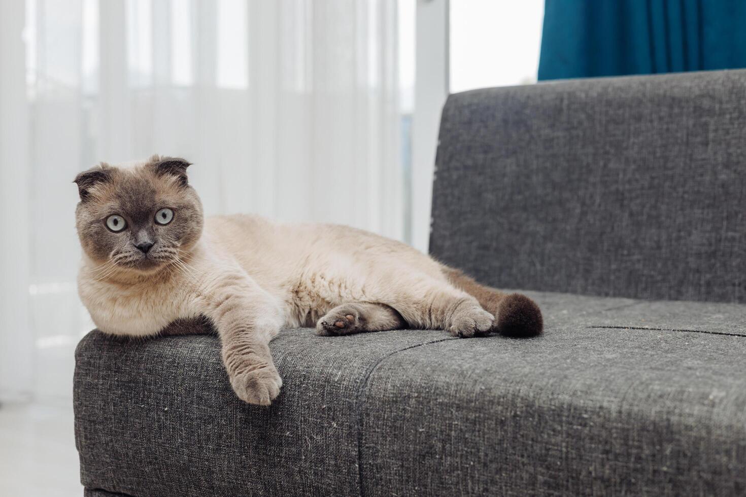 Cat lounging on couch in a well-lit living room during the day photo
