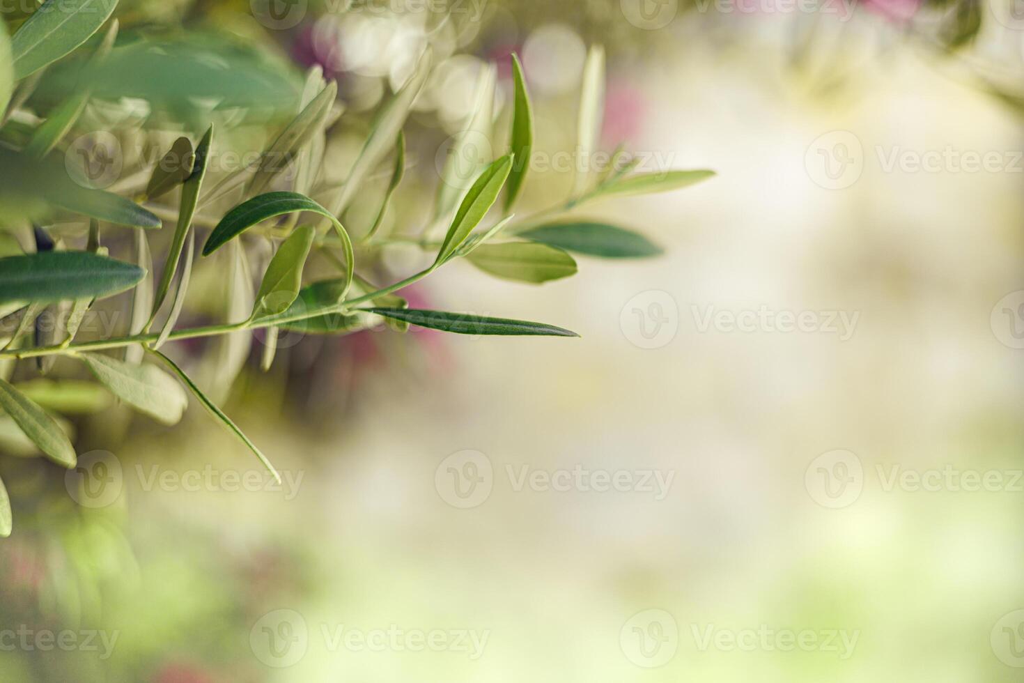 Close-up view of green olive leaves against a softly blurred background in a garden setting photo