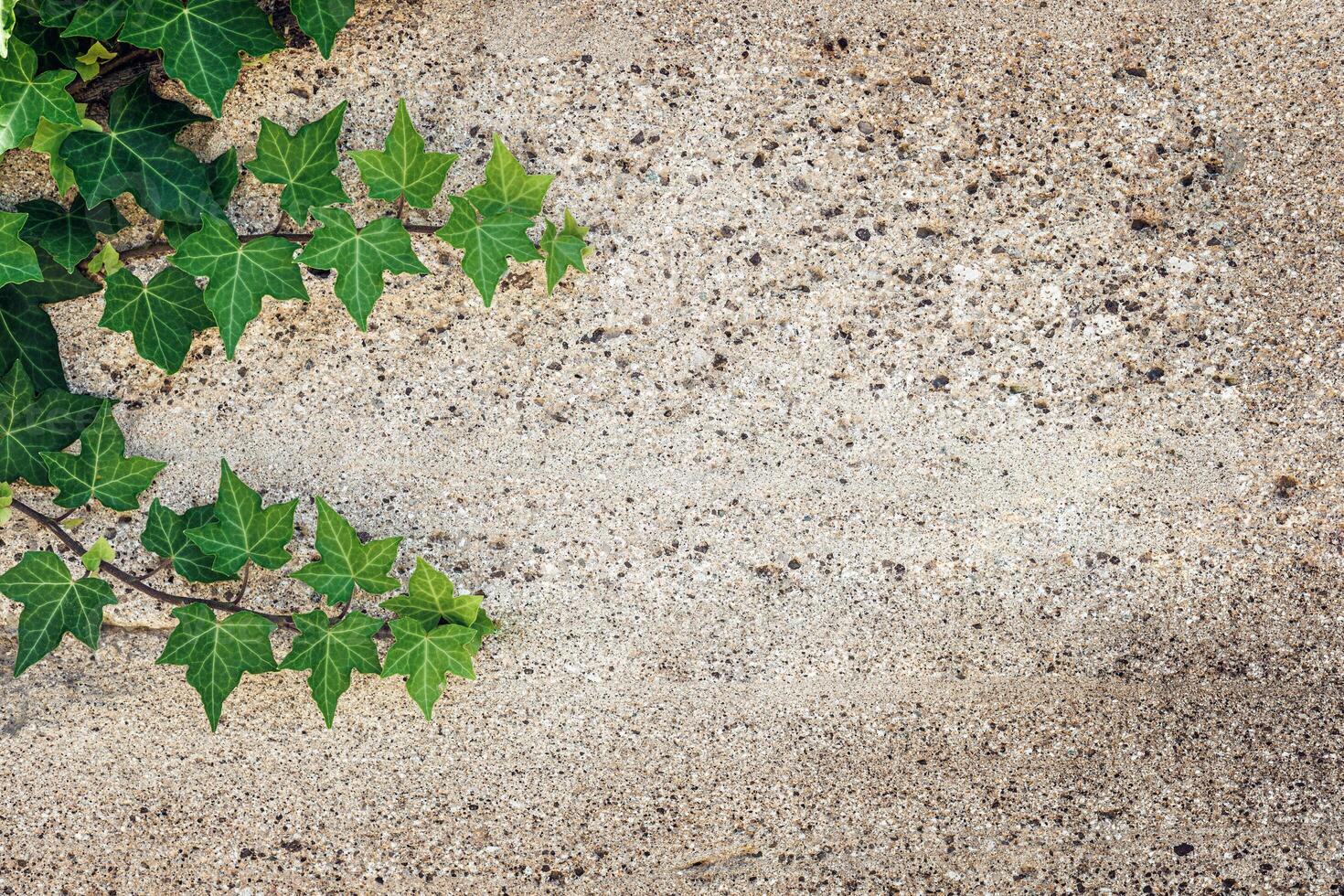 Ivy leaves contrasting with textured concrete background under natural light conditions photo