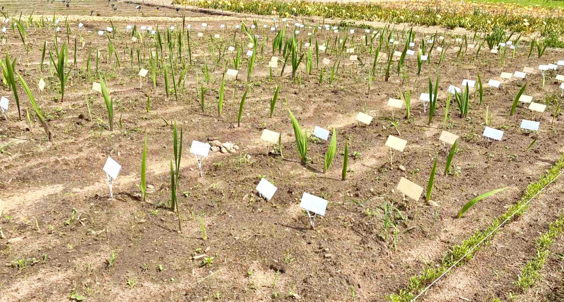 Plowed garden beds prepared for planting seedlings of flowers with neat interiors and abutment and marks like table names photo