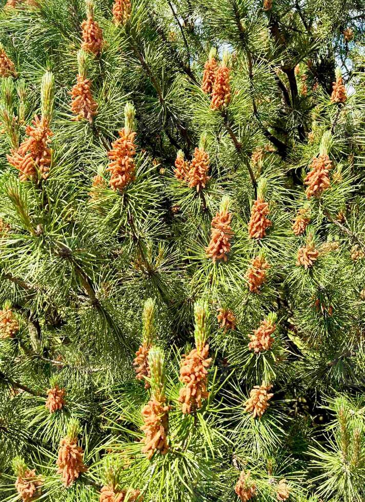 Forest background Pine branches with young shoots and cones in bright sunny botanical garden. photo