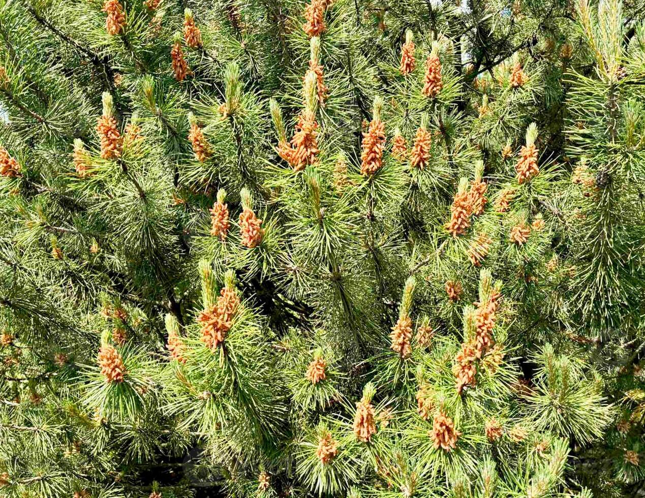 Pine branches with young shoots and cones in bright sunny botanical garden, forest background. photo