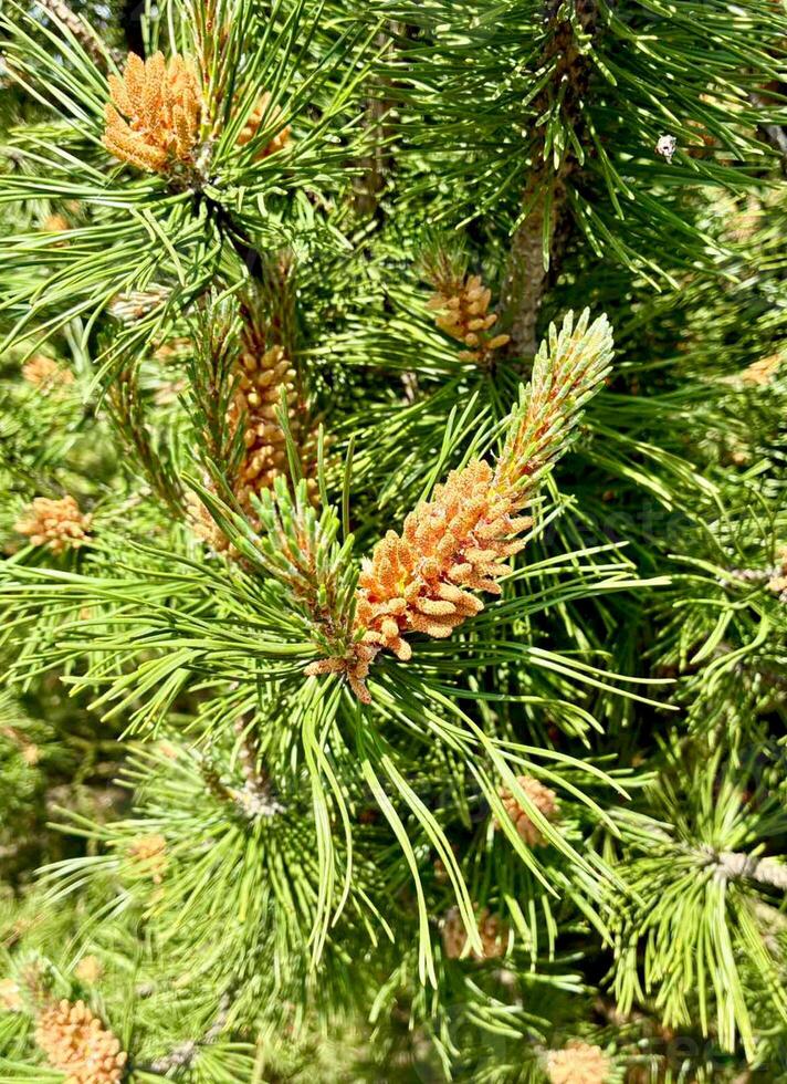 Pine branches with young shoots and cones in bright sunny botanical garden, forest, park. photo