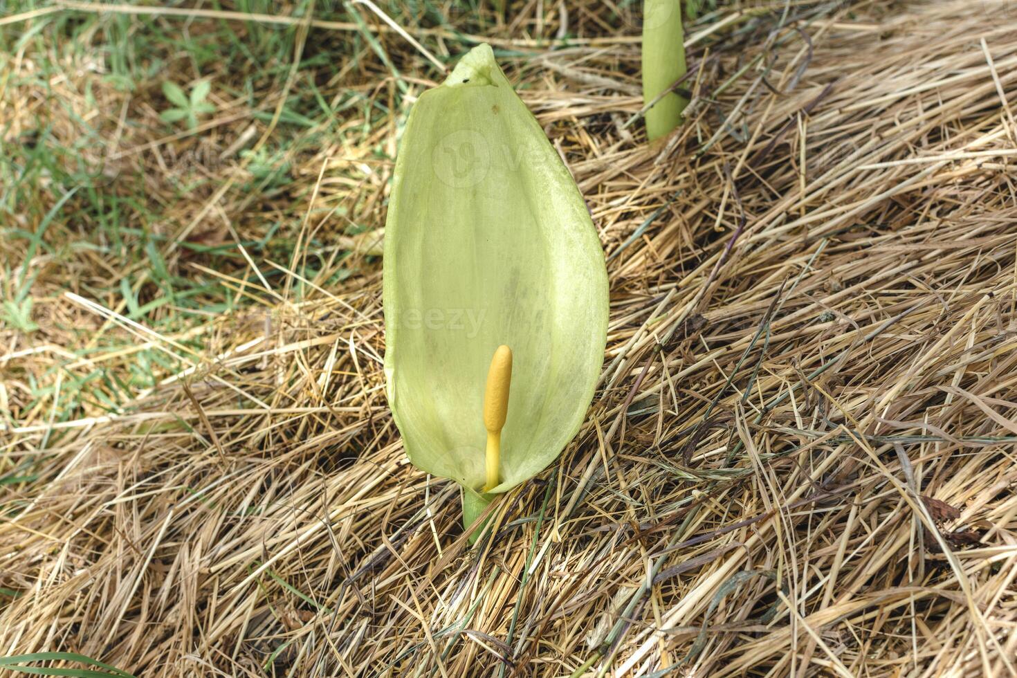 Italian arum at the foot of a tree in the mulch, real life photo, arum italicum, flower photo