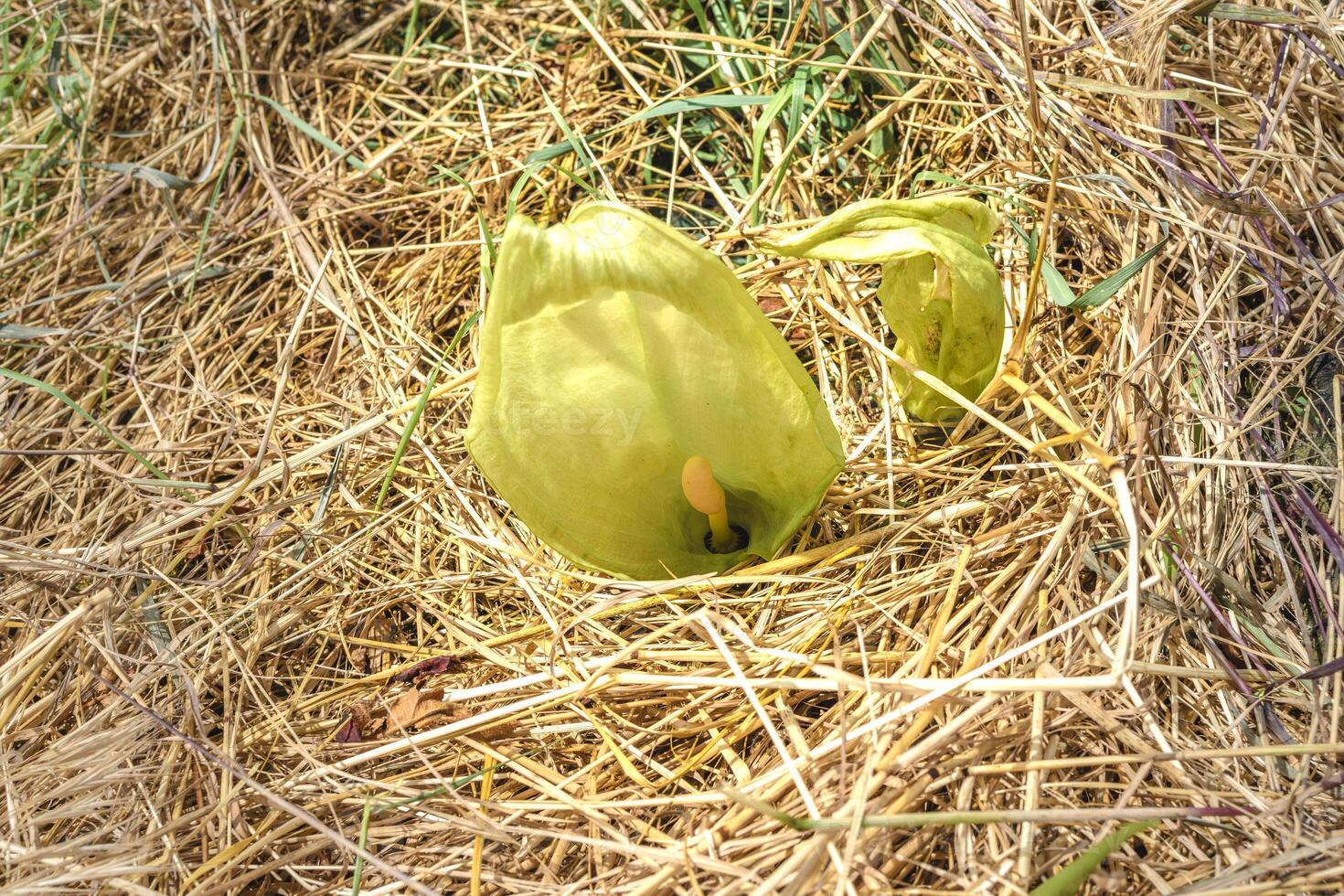 Italian arum at the foot of a tree in the mulch, real life photo, arum italicum, outdoors photo