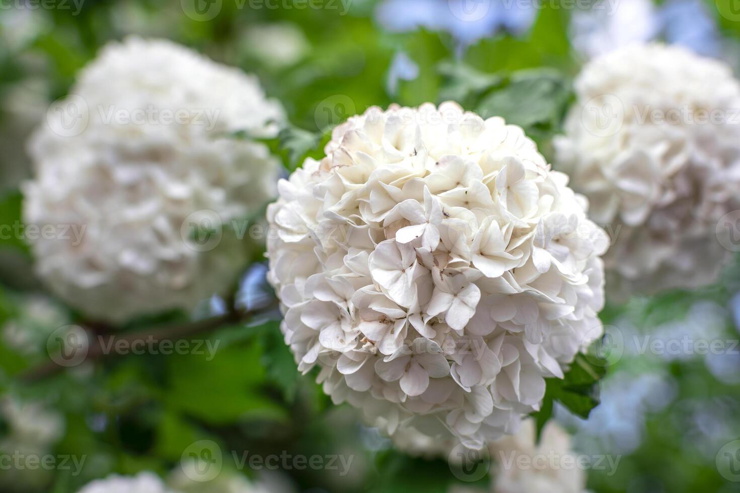 Viburnum opulus roseum, snowball viburnum is a large deciduous shrub bending under the weight of its pure white ball-shaped flowers, spring photo