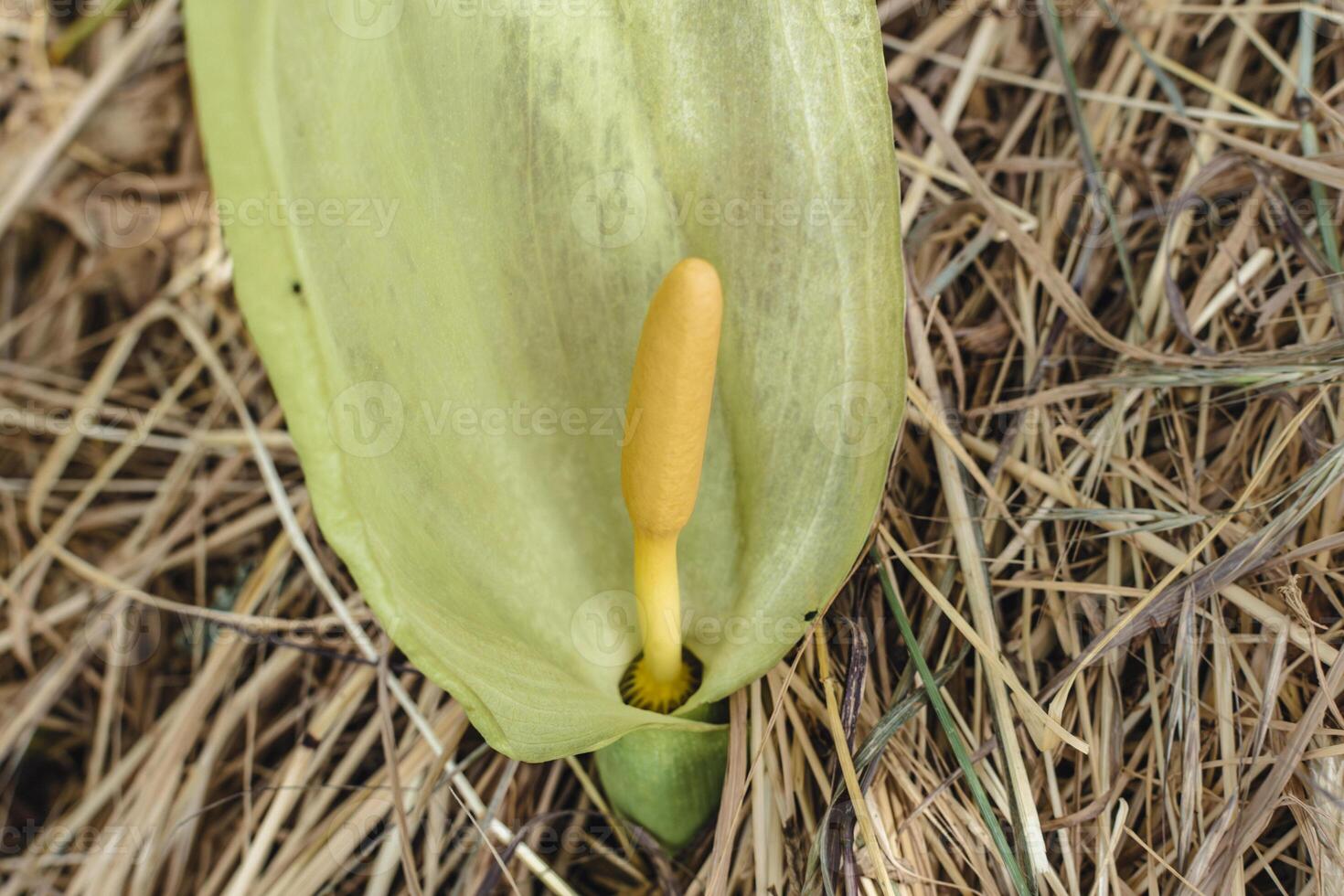 Italian arum at the foot of a tree in the mulch, real life photo, arum italicum, fresh photo