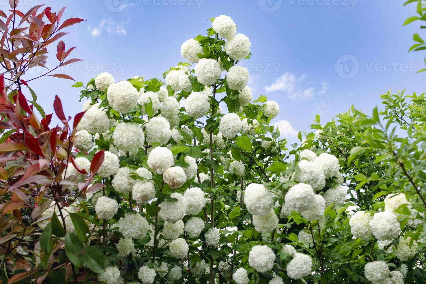 Viburnum opulus roseum, snowball viburnum is a large deciduous shrub bending under the weight of its pure white ball-shaped flowers, garden photo