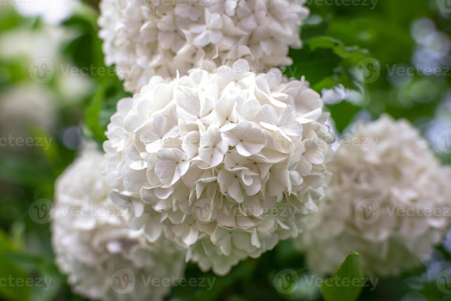 Viburnum opulus roseum, snowball viburnum is a large deciduous shrub bending under the weight of its pure white ball-shaped flowers, outdoor photo