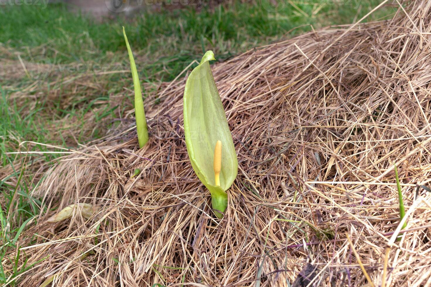 Italian arum at the foot of a tree in the mulch, real life photo, arum italicum, environment photo
