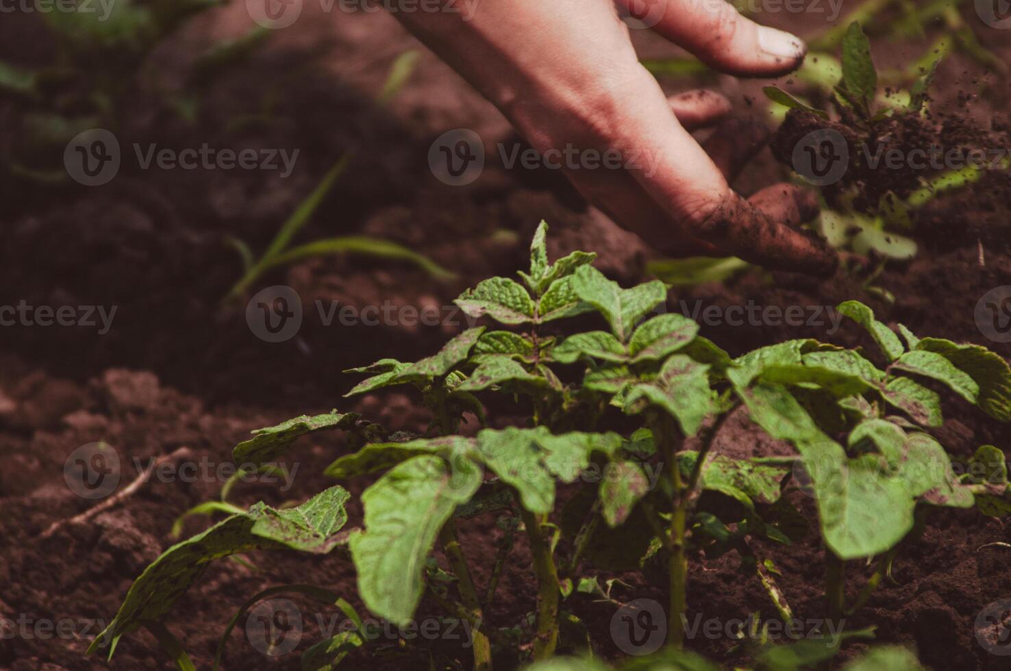 Hand pulling out weeds near potato plant growing in the soil. Weeding, organic farming concept. Horizontal background photo