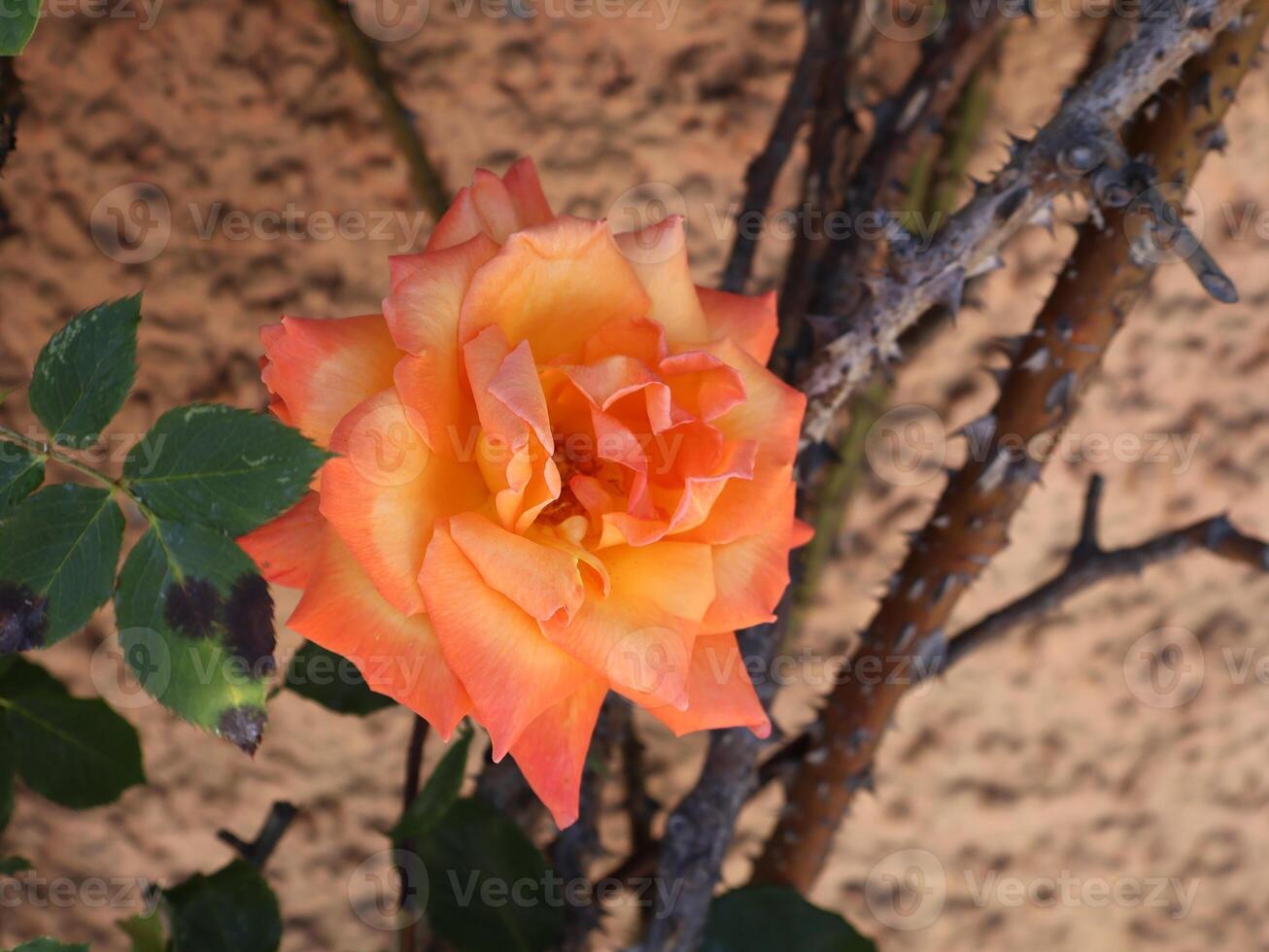 Vivid Orange Rose in Bloom Among Thorny Stems and Green Foliage photo
