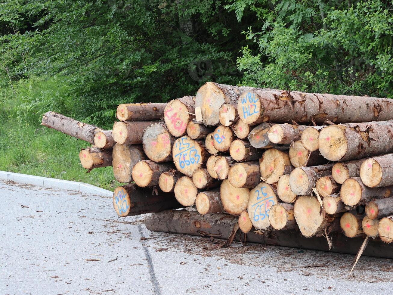 Stack of Processed Timber Logs Ready for Industrial Use photo