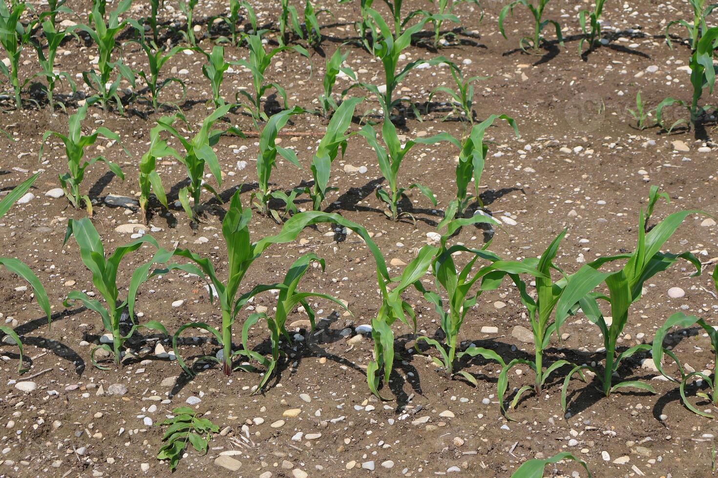 Young Corn Plants Growing in Soil Under Bright Sunlight on a Farm Field photo