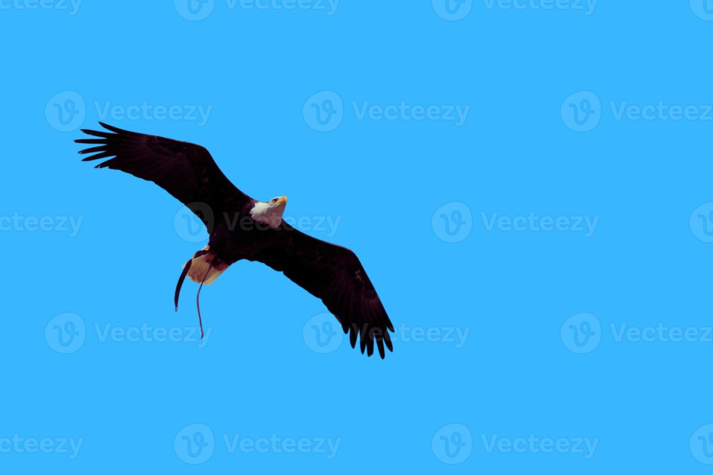Above All The Bold Eagles Commanding Flight photo