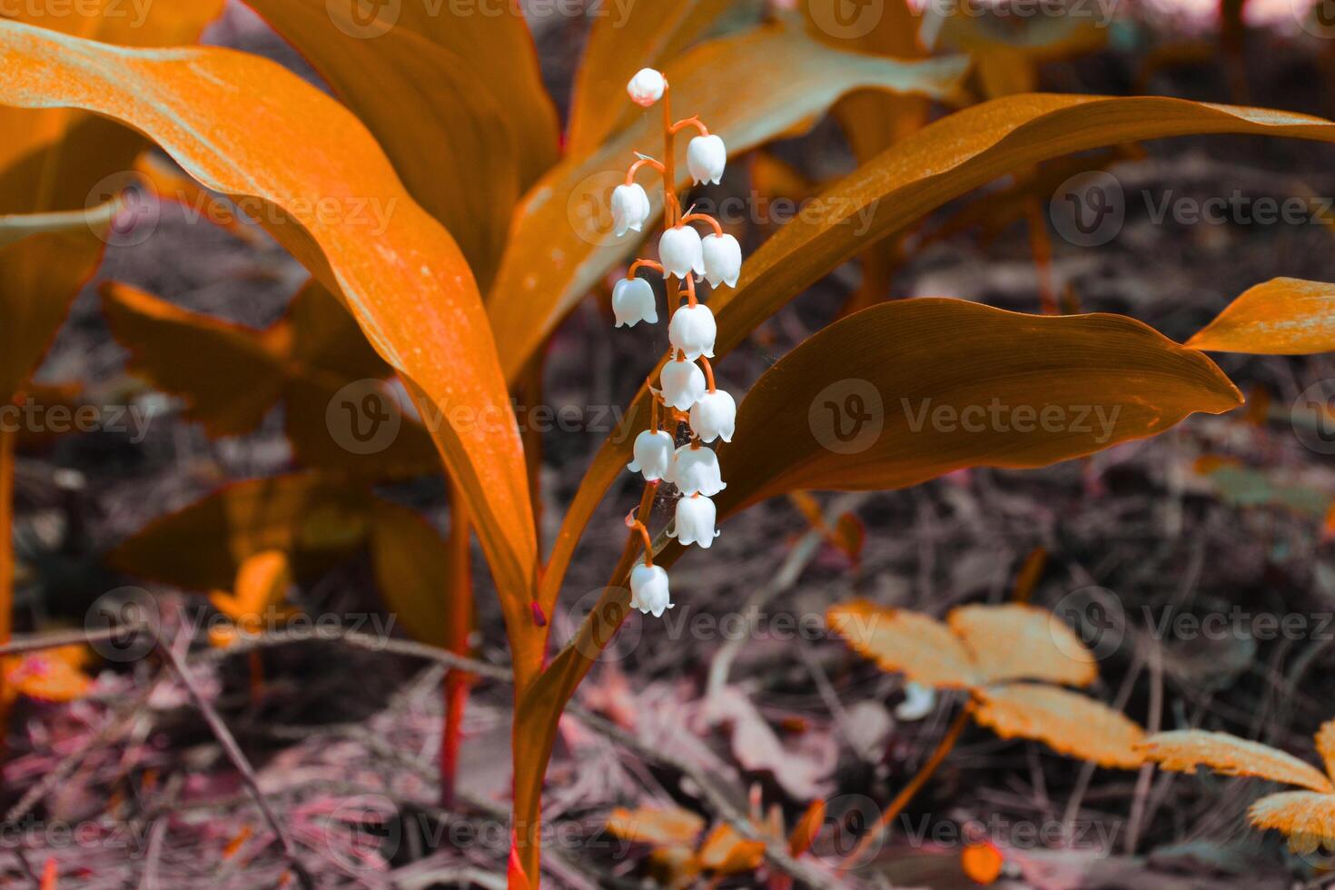 Bells of Purity The Song of the Lily of the Valley photo