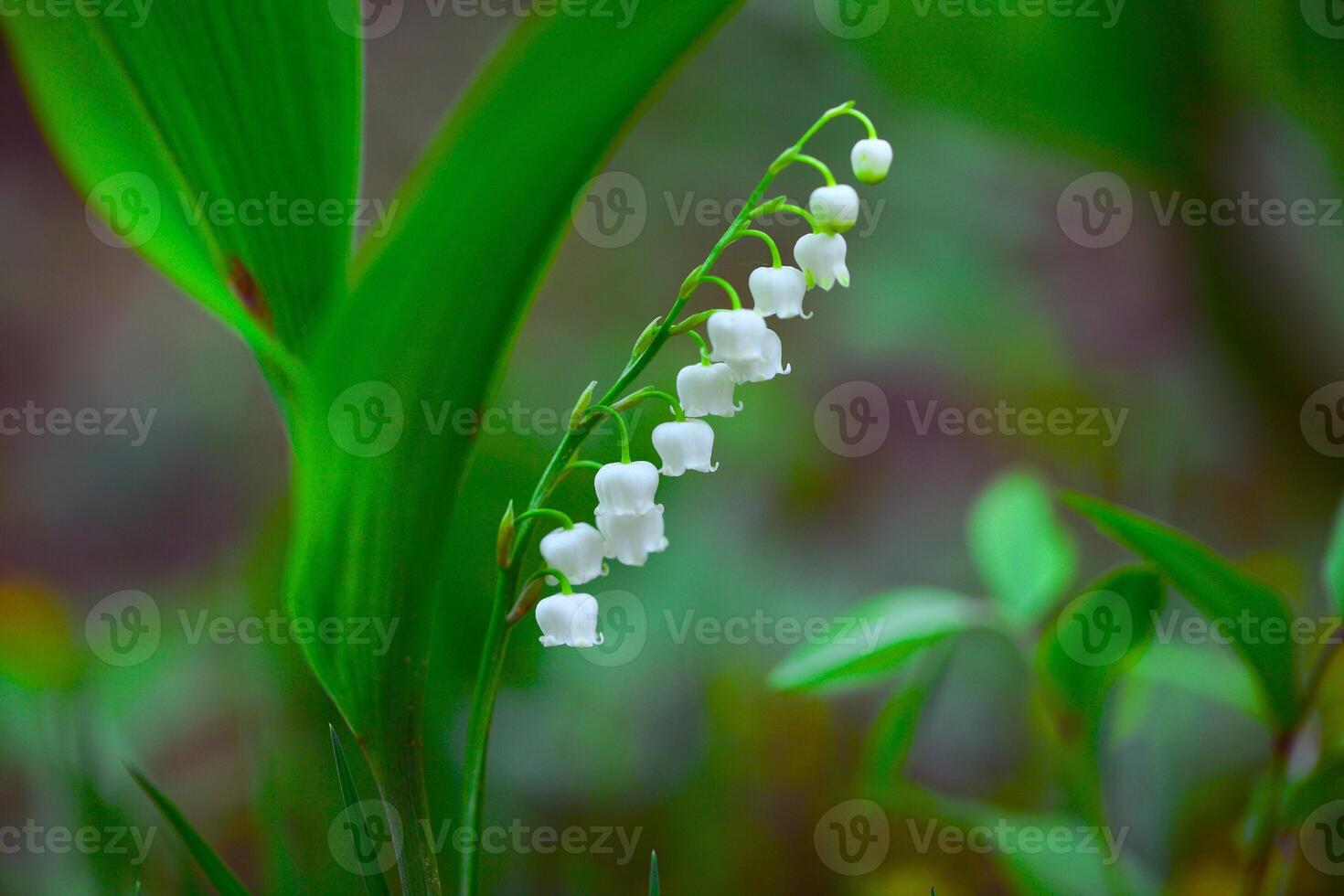 Dewdrop Symphony The Charm of the Lily of the Valley photo