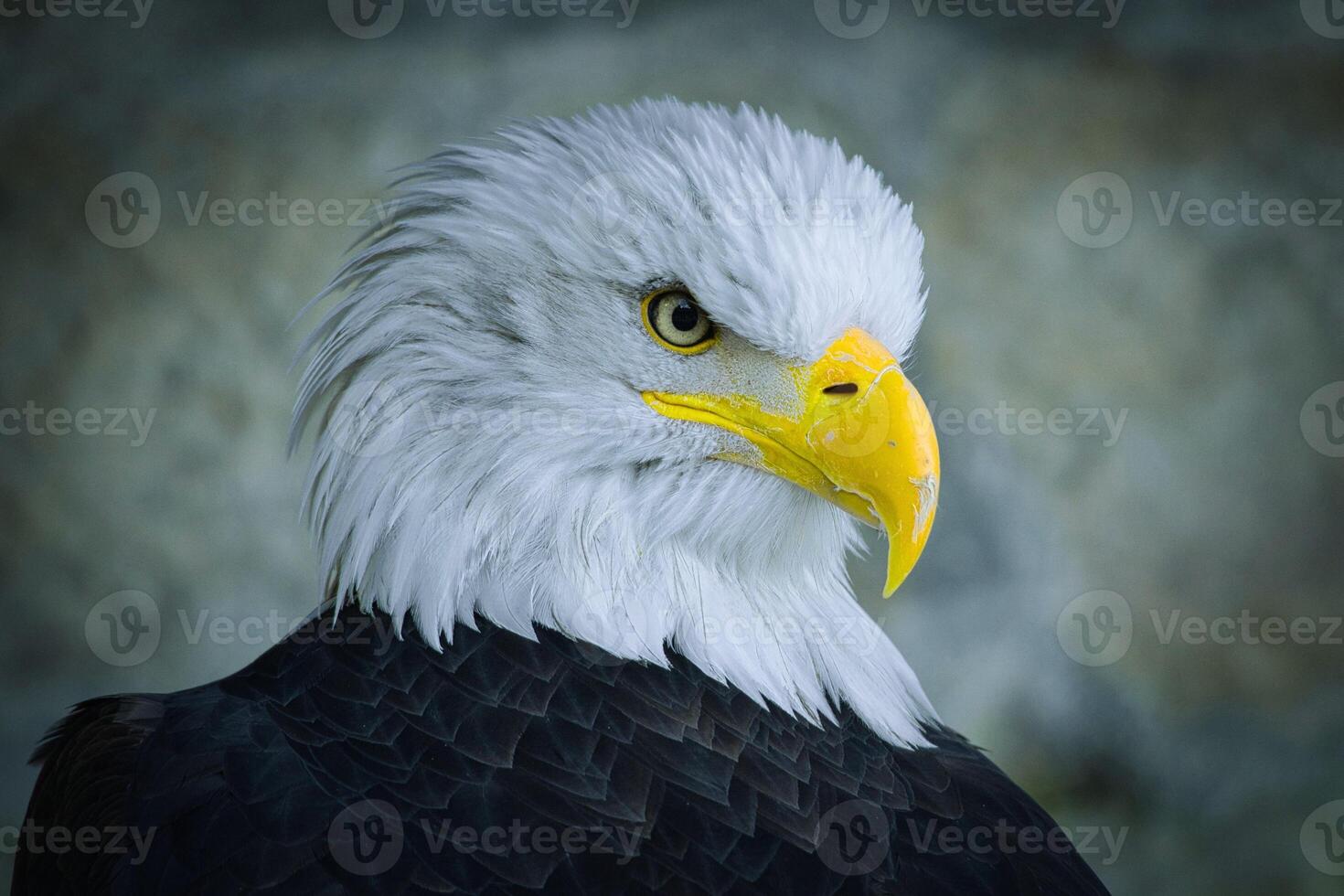 Bold Ascent An Eagle Above the Clouds photo