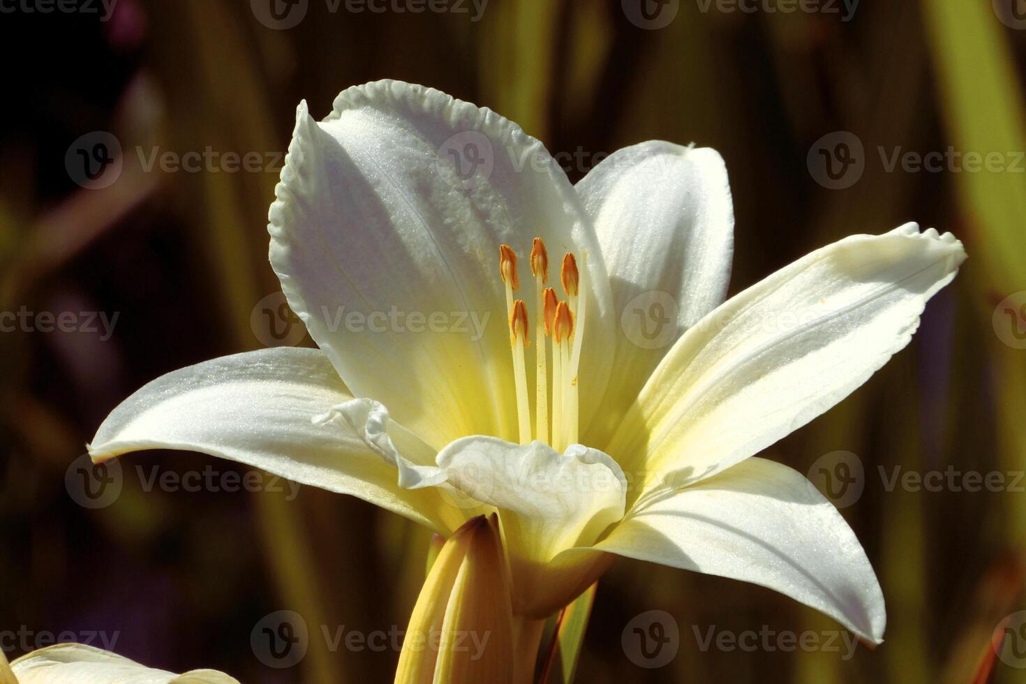 Petals of Purity The Charm of the Lily photo