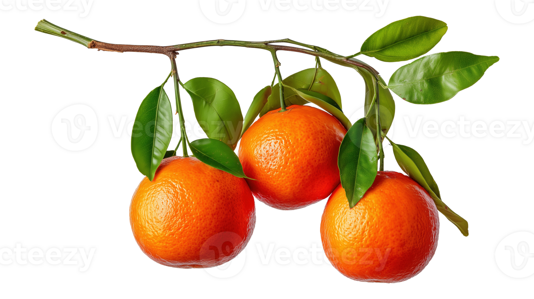 Ripe clementines hanging on tree branch image isolated transparent. Ripe mandarin oranges cut out . Vitamin C citrus reticulata tangerina fruit cutout element object photography png