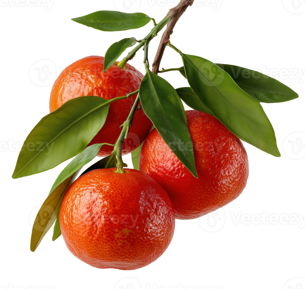 Orange mandarins on tree branch with leaves image isolated transparent. Ripe clementines cut out . Orchard harvest. Vitamin C citrus reticulata tangerina fruit cutout object png