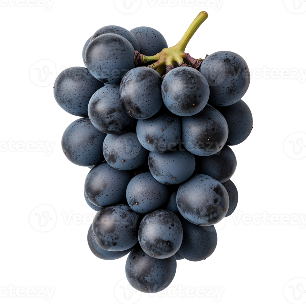 Dark blue grapes cluster with matte texture image isolated transparent. Vitis vinifera juicy bunch cut out . Harvest viticulture. Winegrape cutout element object photography png