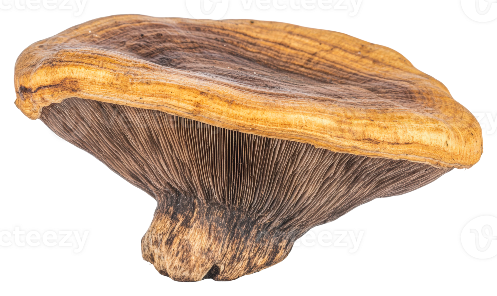 Exploring unique mushroom species in nature isolated on transparent background png