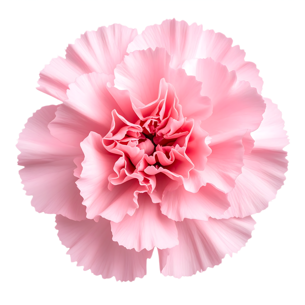 Pink Carnation Flower Blossom png