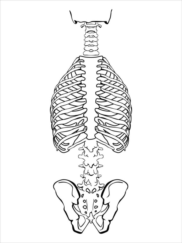 A human spine on a white background. The structure of the human spinal column. Correct posture of the musculoskeletal system. World Spine Day in October. vector