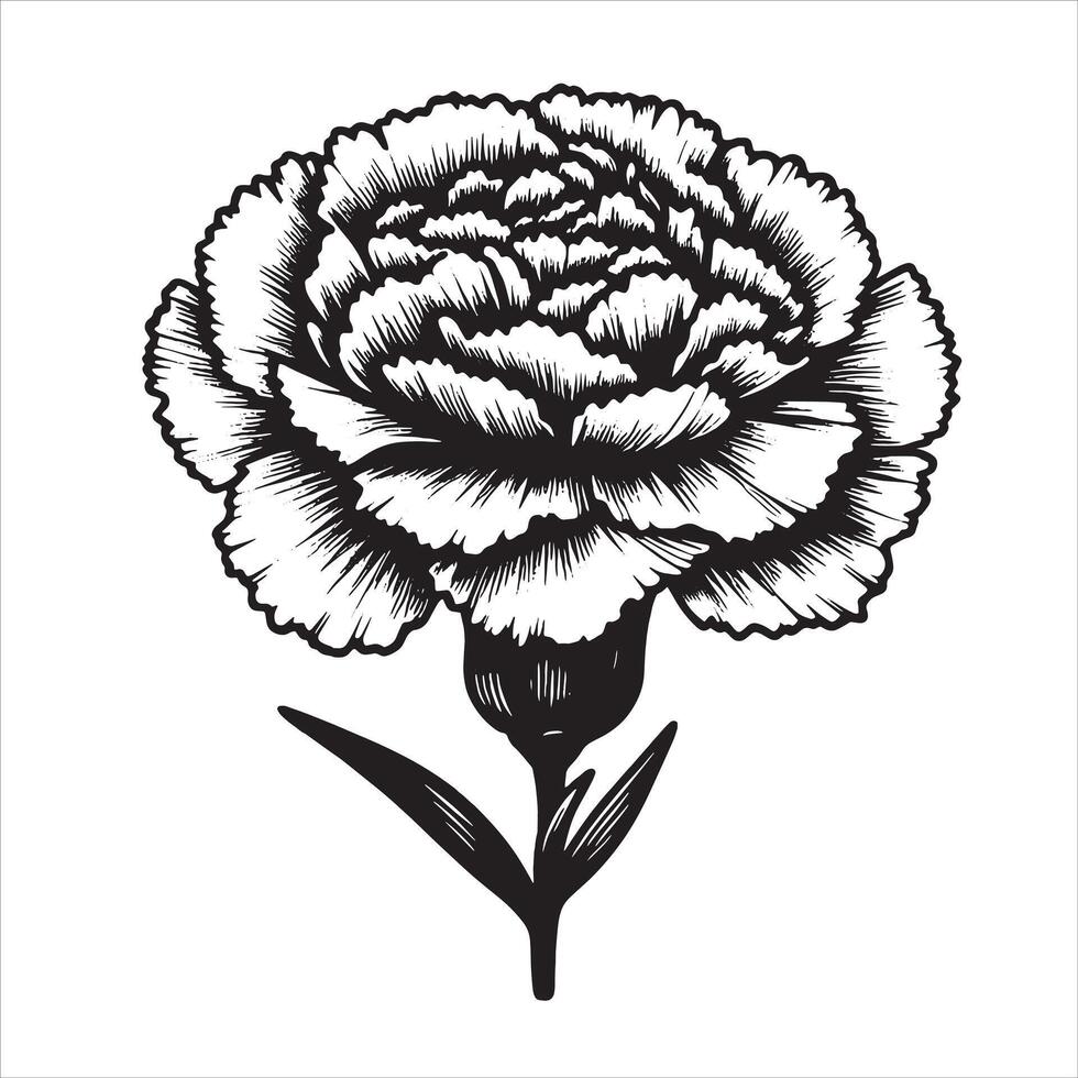 Carnation Stem Drawing vector