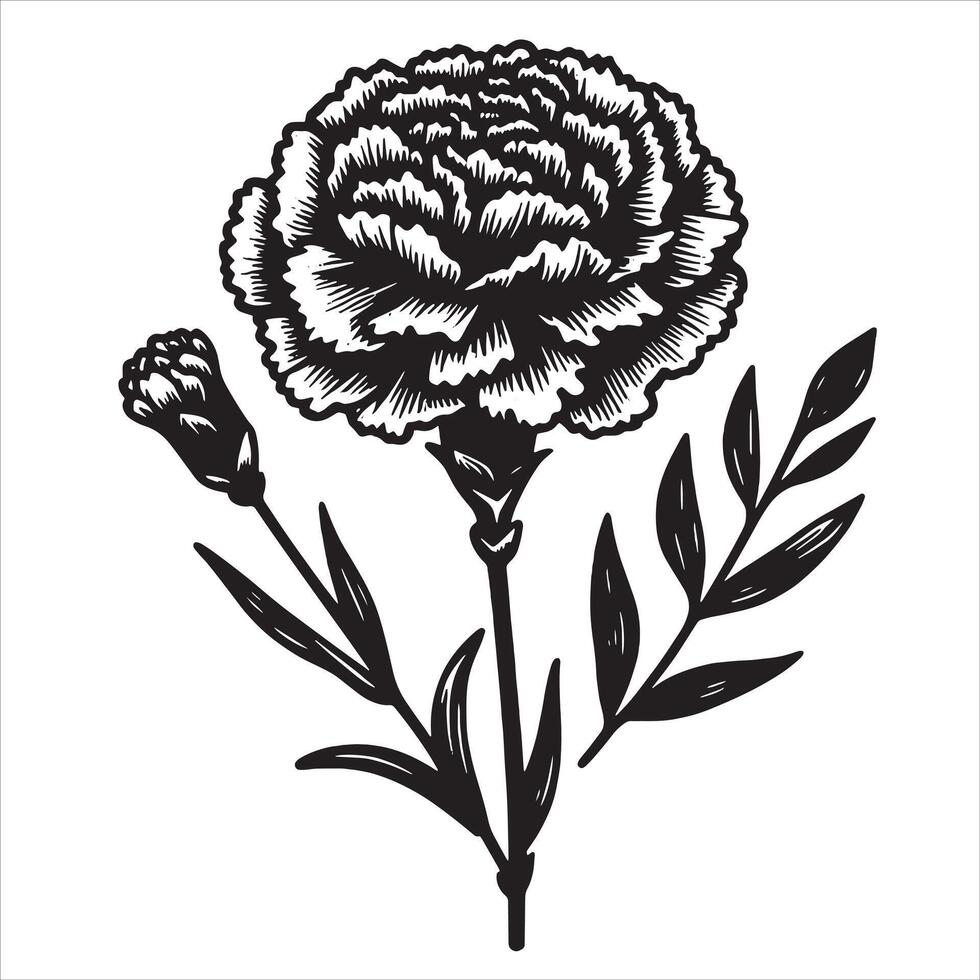 Carnation Floral Design vector