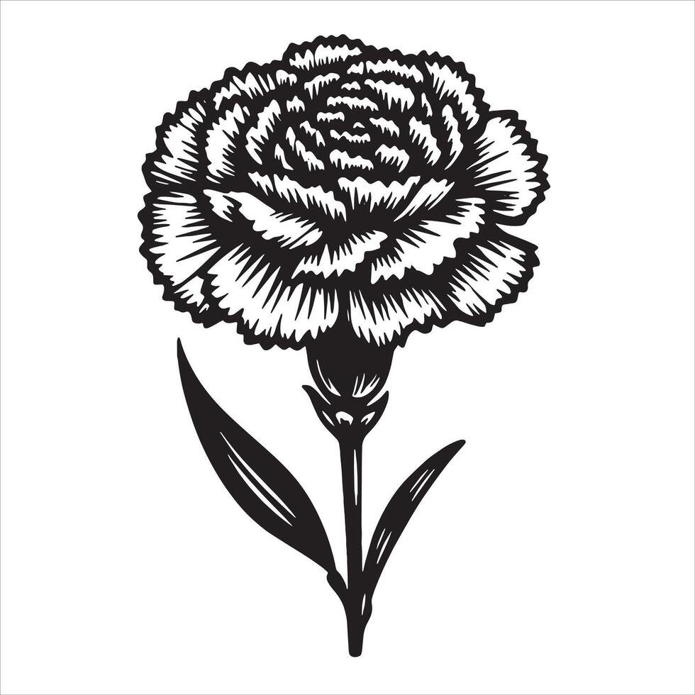 Carnation Flower Clipart vector