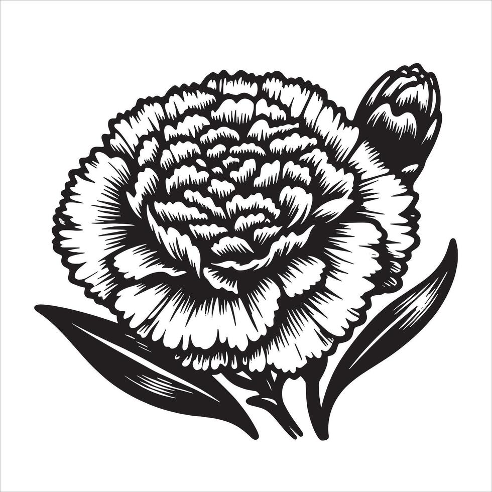 Vintage Carnation Illustration vector