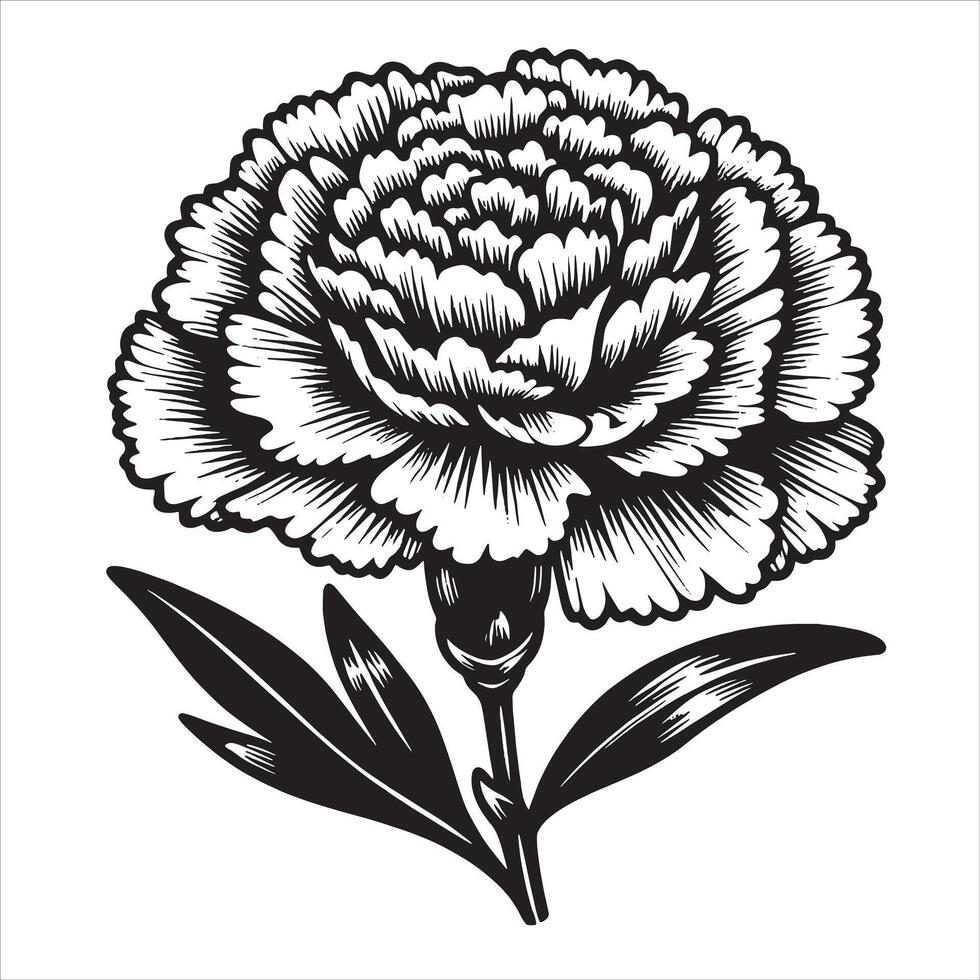 Realistic Carnation Flower vector