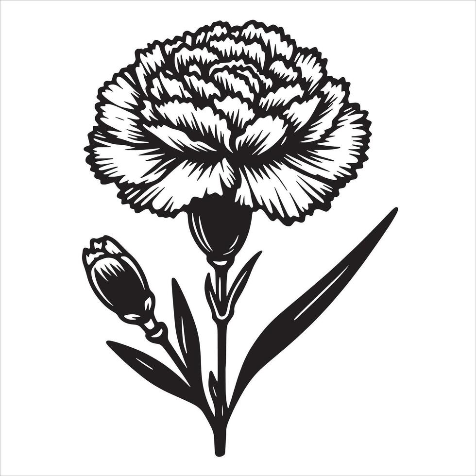 Pink Carnation Illustration vector