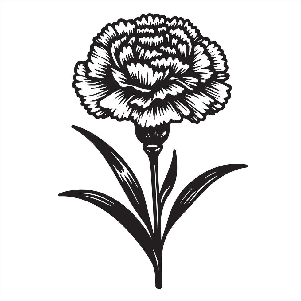 White Carnation Drawing vector