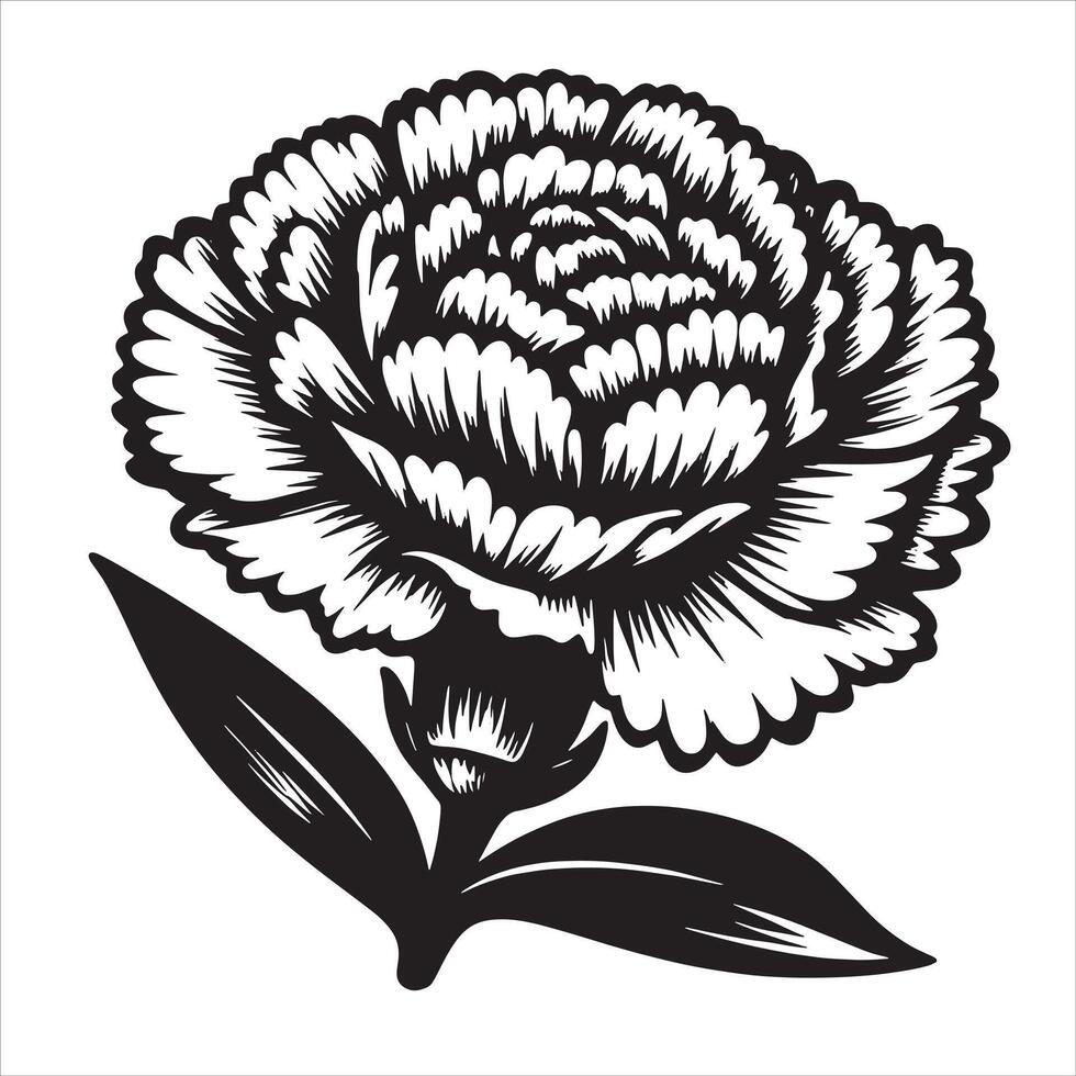 Hand Drawn Carnation vector