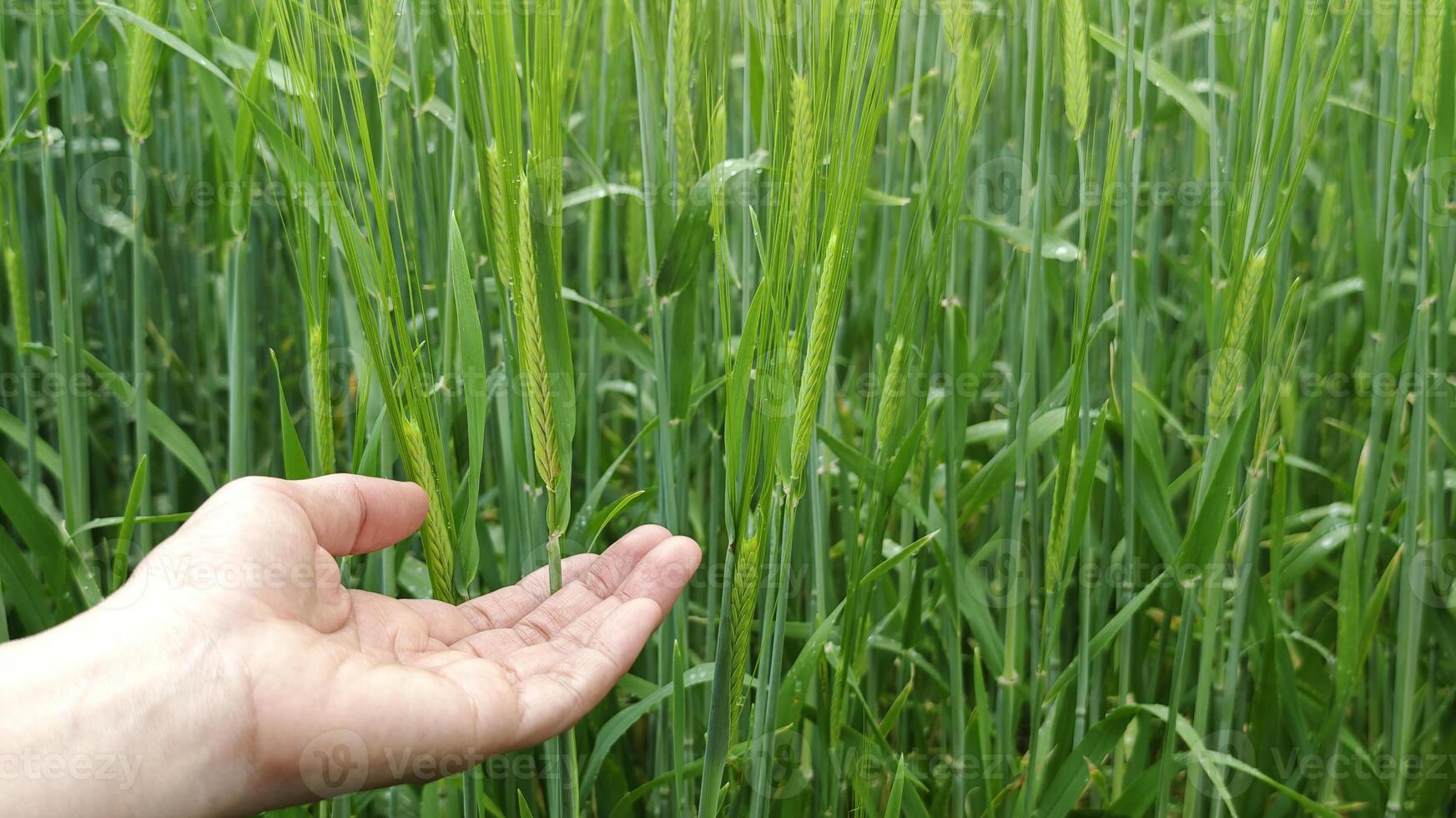 A hand gently touches young wheat plants in a green field, symbolizing care, sustainable agriculture, and the human connection to nature photo